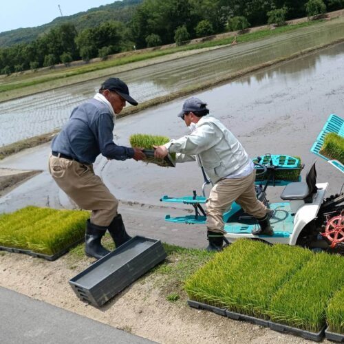 田植え作業の親子