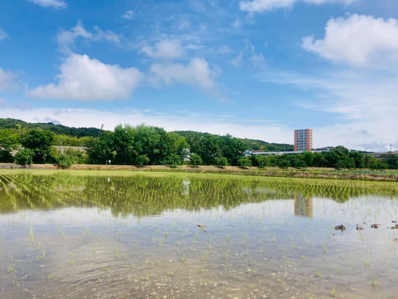 田んぼと山々