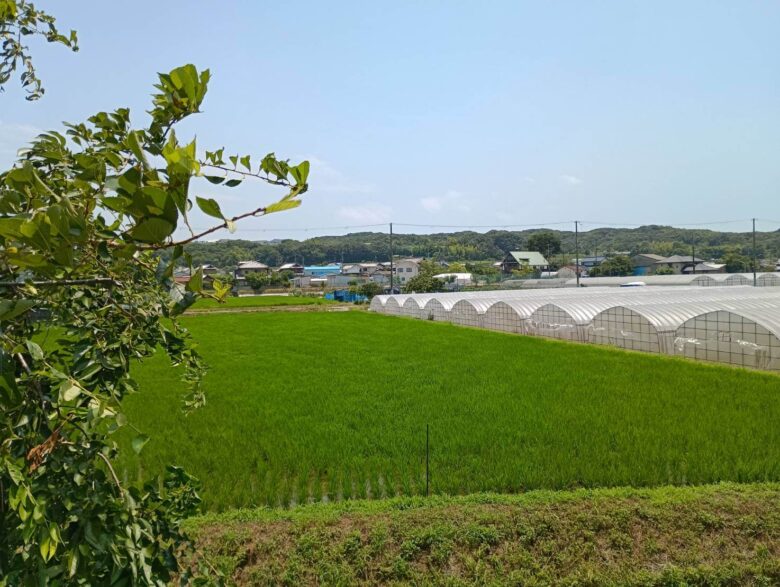 ビニールハウスと田んぼ