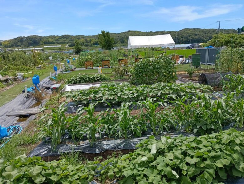 貸し農園